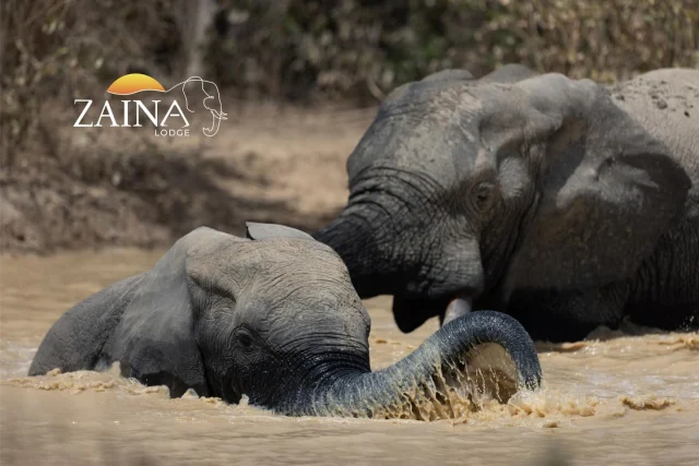 604308237 18547400665049330 5532773621101048265 nfull